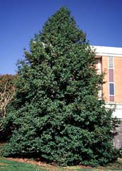 American Holly