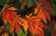 Fernleaf Maple