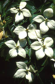 Dogwood "Elizabeth"