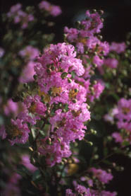 Crape Myrtle