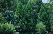 Cryptomeria