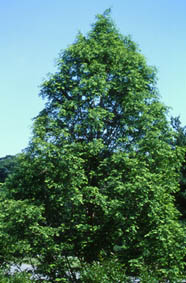 Dawn Redwood