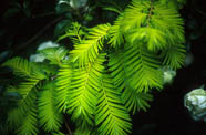 Dawn Redwood